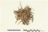 藏品(分枝石蕊)的圖片